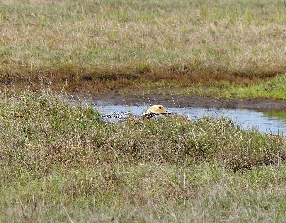 Emperor Goose nest photo