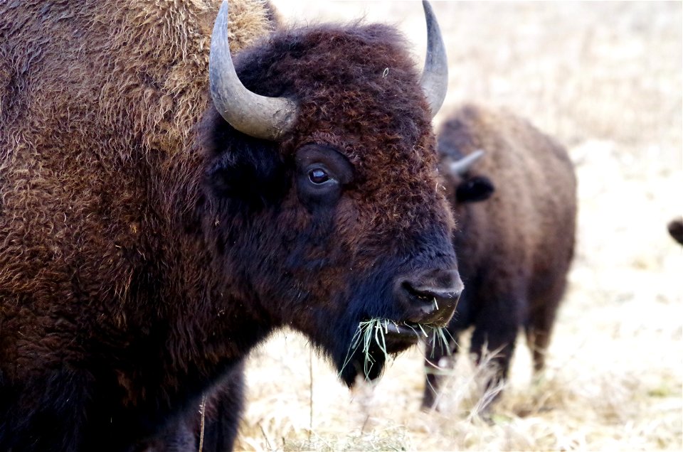 American Bison photo