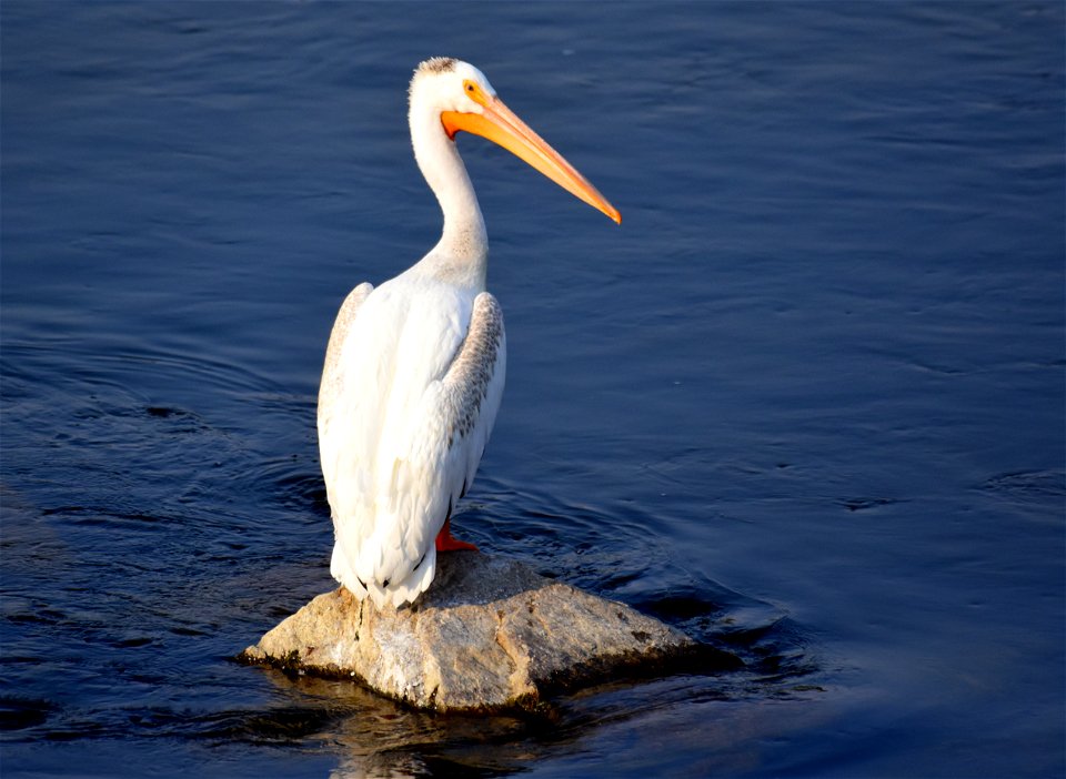 American white pelican at Seedskadee National Wildlife Refuge