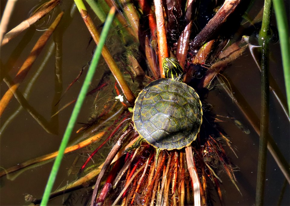 Baby Turtle photo