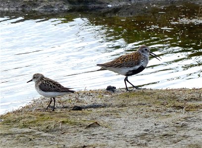 Dunlin and Semipalmated Sandpiper photo