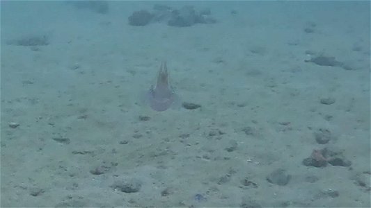 Squid Diving Tayrona National Park from Taganga Colombia