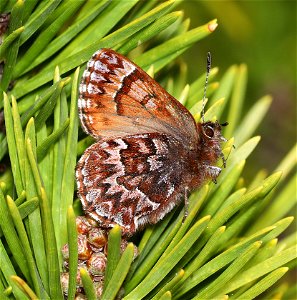 ELFIN, WESTERN PINE (Callophrys eryphon) (3-31-2022) south tolowa dunes state park, del norte co, ca -04