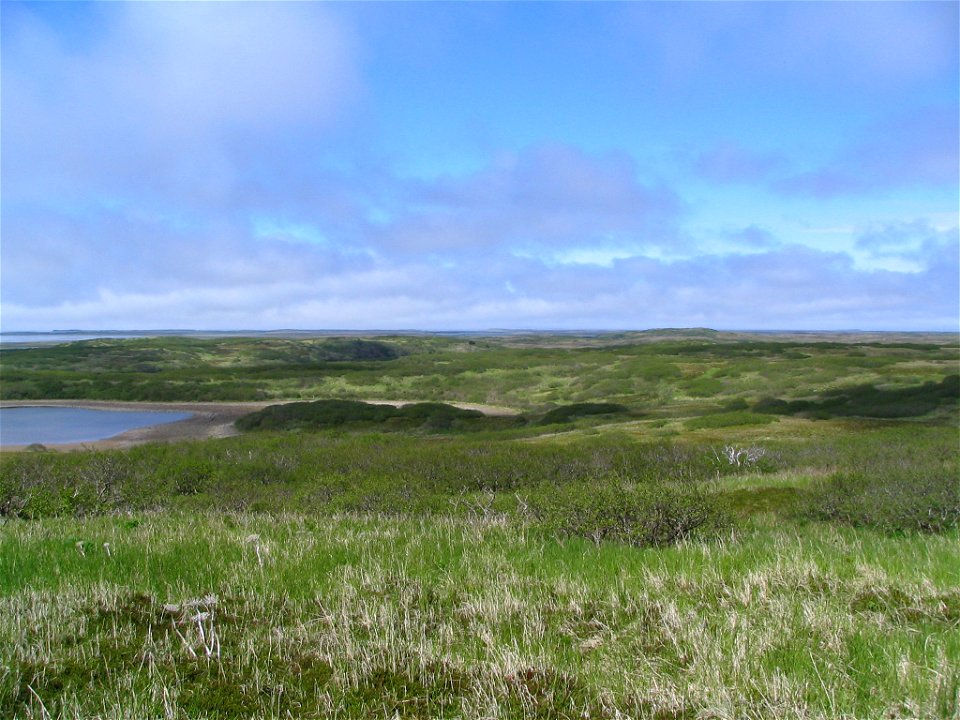 Tundra near Baldy Mountain