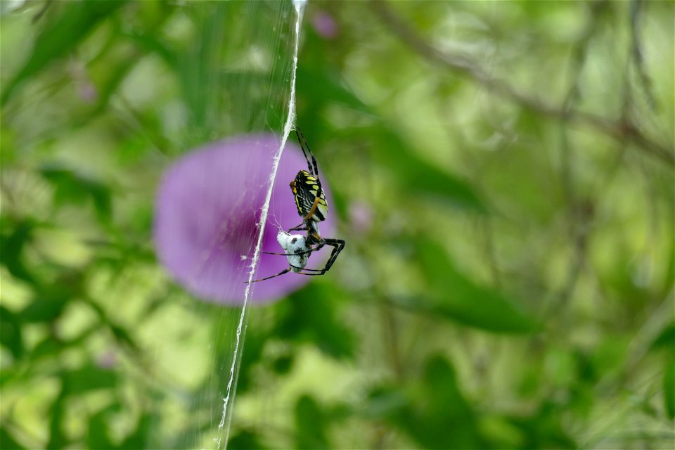 SPIDER CLOSE UP-P1930355