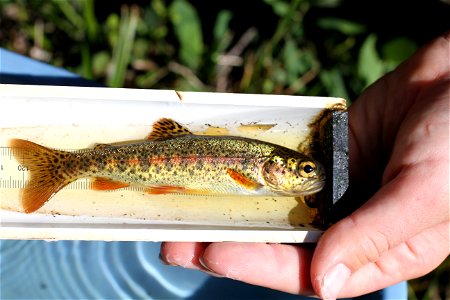 juvenile rainbow trout, Fish Creek Alaska photo