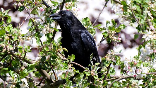 Rabenkrähe im blühenden Apfelbaum
