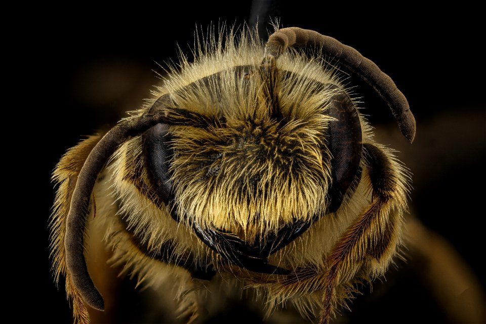 Andrena obscuripennis, male, face, Clarke, GA_2021-06-08-14.06.44 ZS PMax UDR