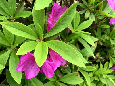 Flowers in Higashikurume-shi