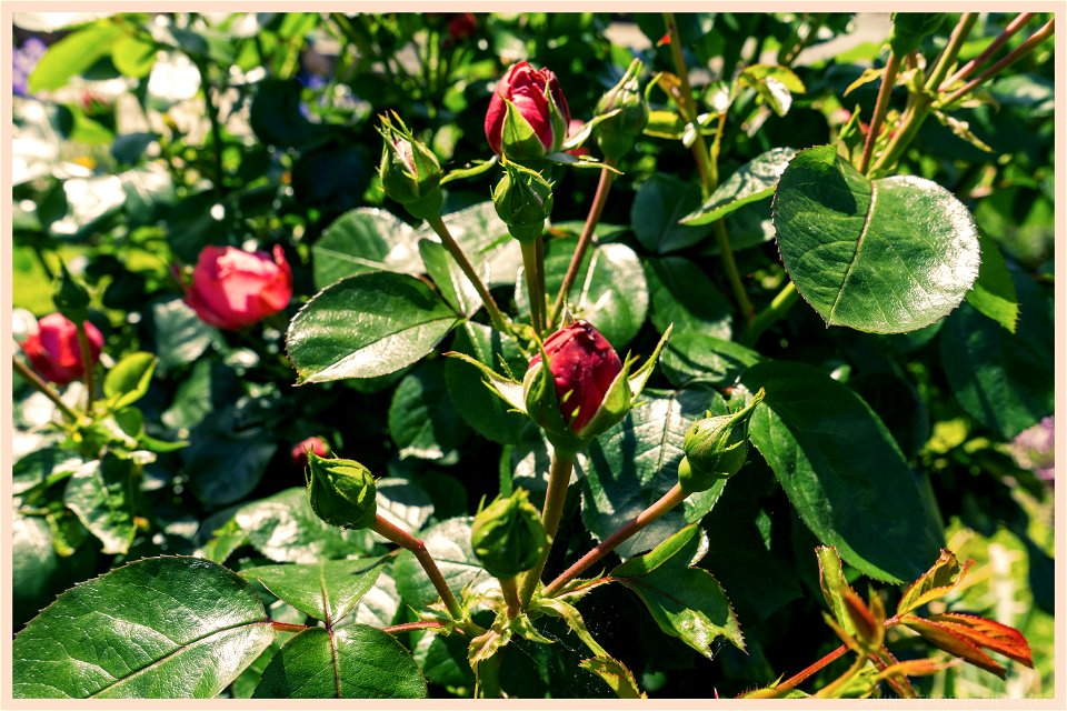 Rosebud