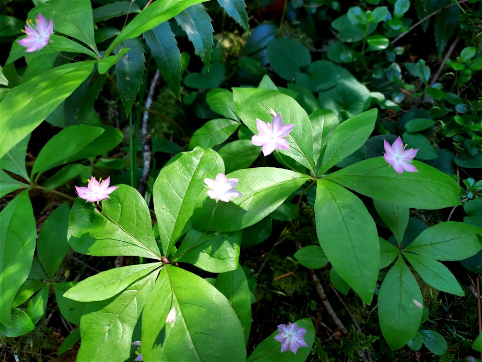 Star flower, Mt. Baker-Snoqualmie National Forest. Photo by Anne Vassar June 1, 2021.