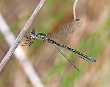 SPREADWING, EMERALD (Lestes dryas) (6-3-2021) low divide road, del norte co, ca -01