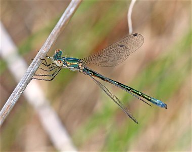 SPREADWING, EMERALD (Lestes dryas) (6-3-2021) low divide road, del norte co, ca -01 photo