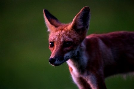 Red fox photo