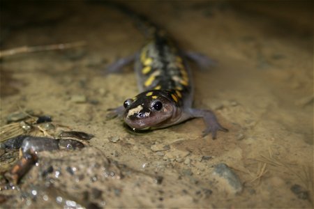 Spotted Salamander photo
