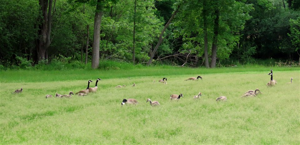 Canada Geese photo