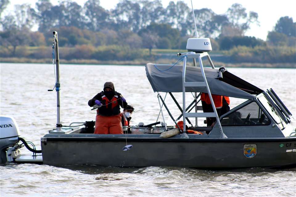 Delta smelt experimental release