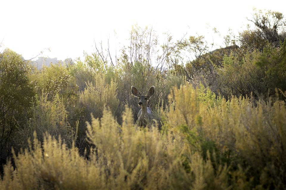 Southern mule deer (Odocoileus hemionus fuliginatus) near Cottonwood Springs