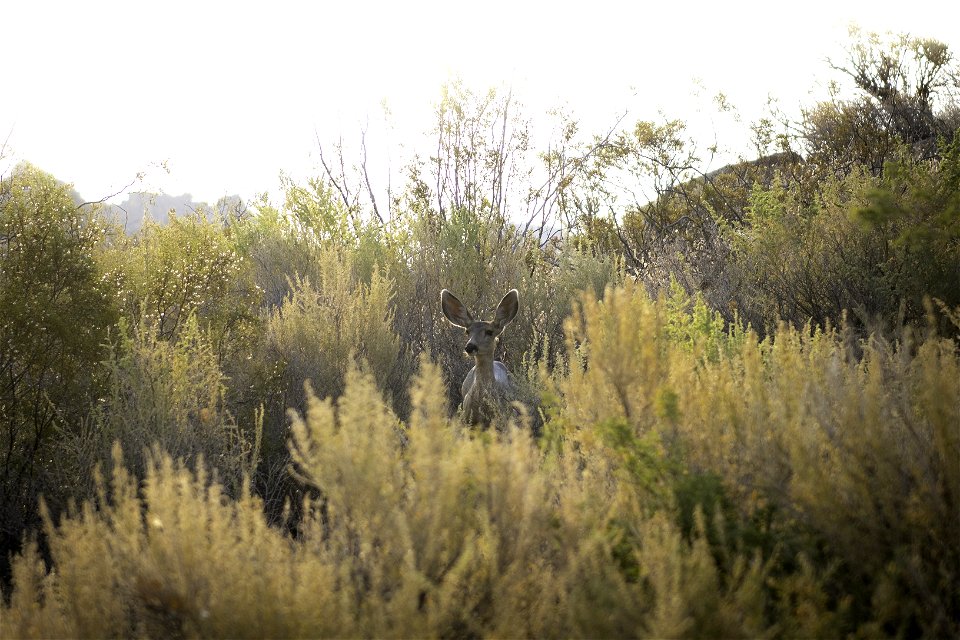 Southern mule deer (Odocoileus hemionus fuliginatus) near Cottonwood Springs photo