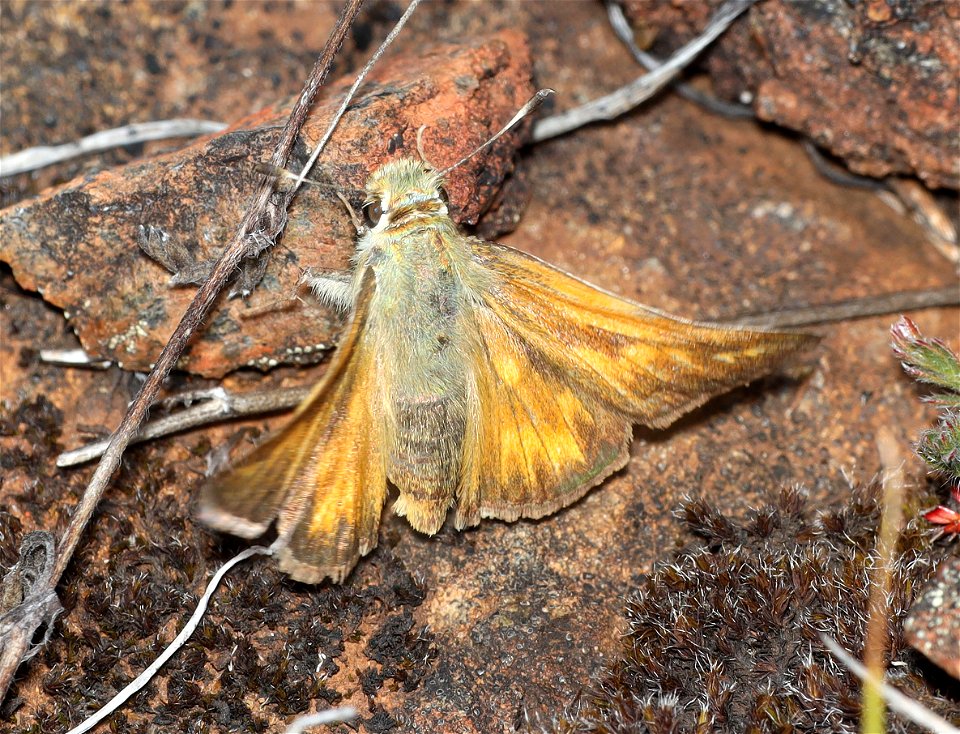 SKIPPER, COLUMBIAN (Hesperia columbia) (05-15-2022) 8 dollar mountain botanical wayside, josephine co, or-05