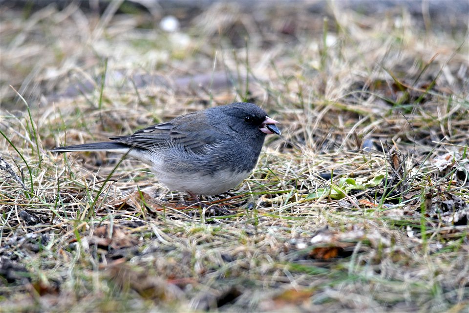 Dark-eyed junco photo