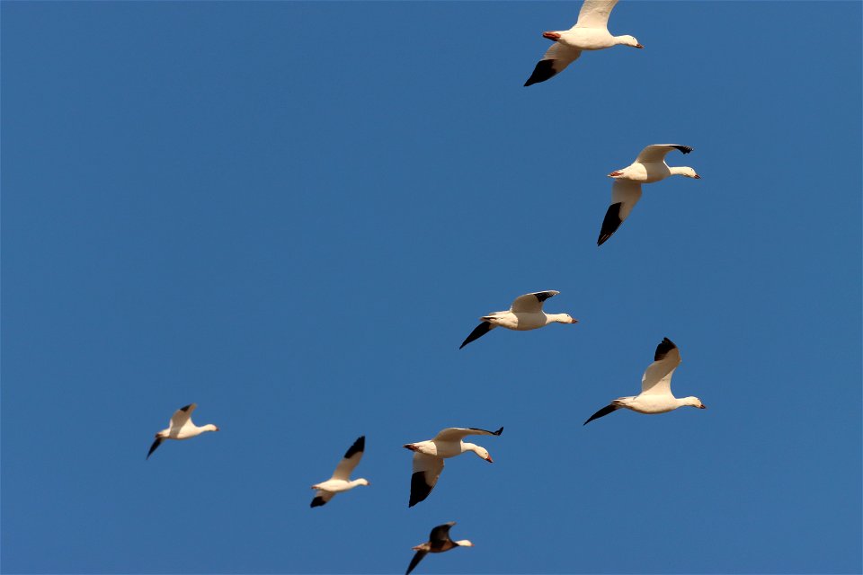 Light Goose Migration Huron Wetland Management District