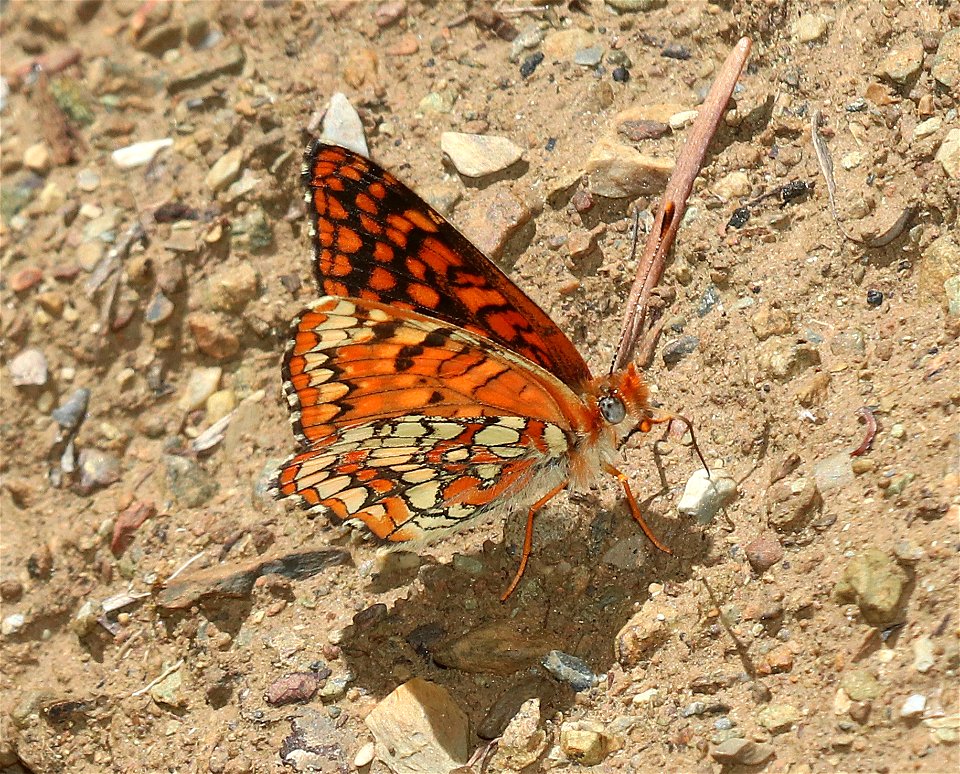 CHECKERSPOT, NORTHERN (Chlosyne palla) (6-16-2021) approx 4200 ft, along ship mt rd, smith river n rec area, del norte co, ca -03