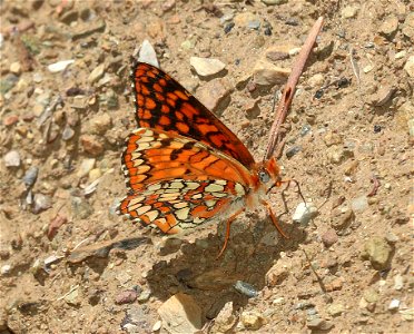 CHECKERSPOT, NORTHERN (Chlosyne palla) (6-16-2021) approx 4200 ft, along ship mt rd, smith river n rec area, del norte co, ca -03