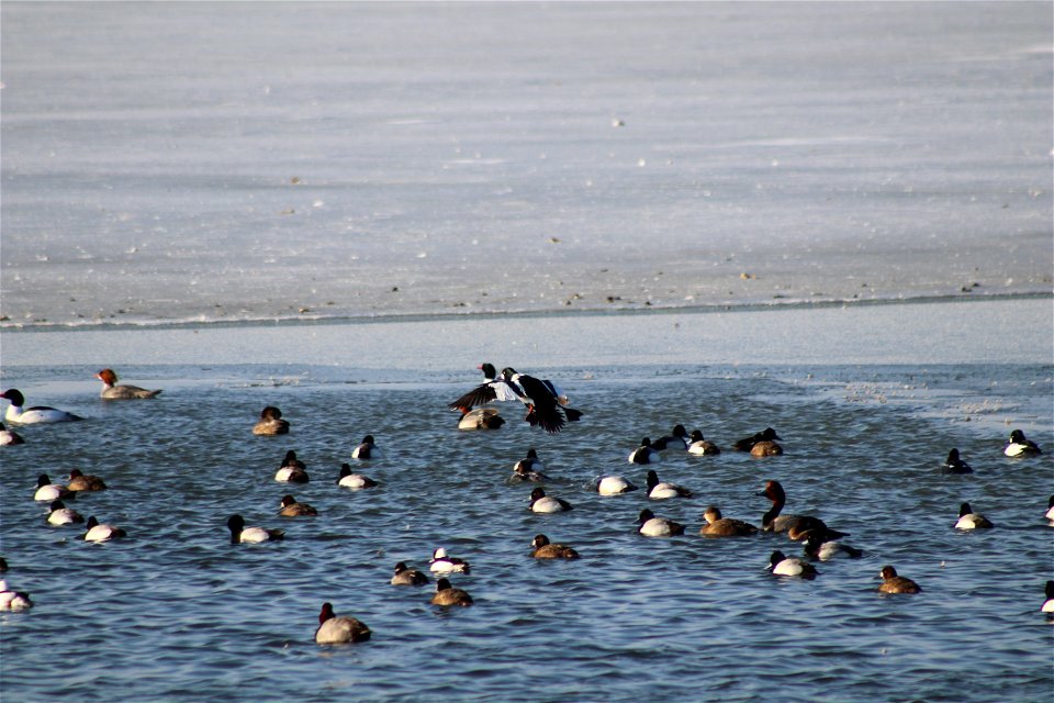 Waterfowl Lake Andes National Wildlife Refuge South Dakota photo
