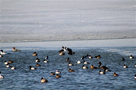 Waterfowl Lake Andes National Wildlife Refuge South Dakota