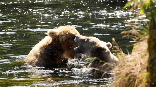 Kodiak bear family
