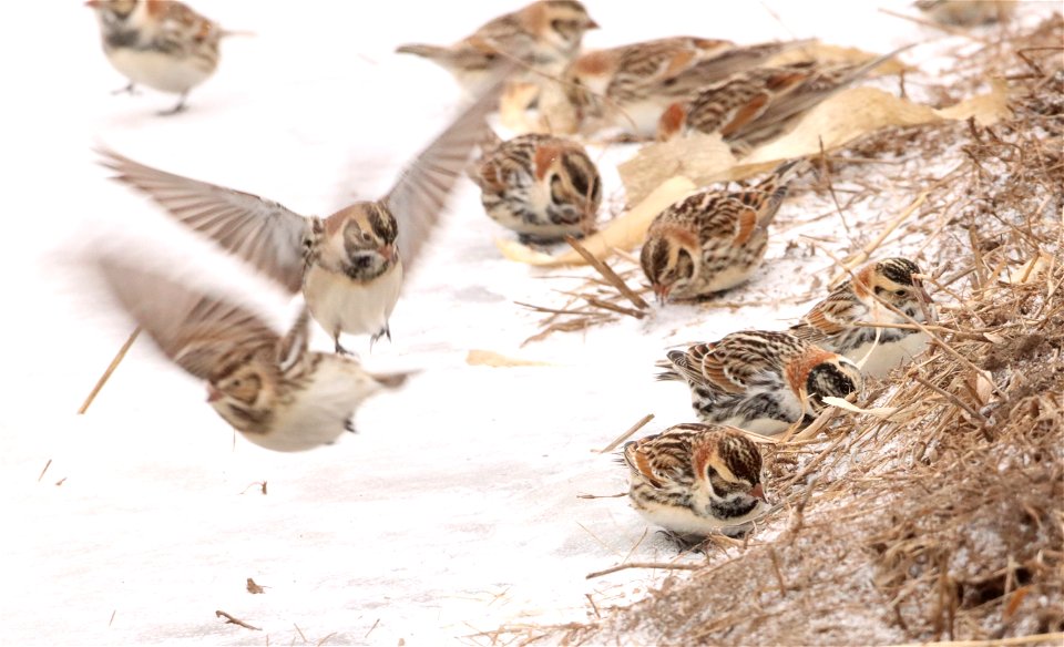 Lapland Longspurs Huron Wetland Management District