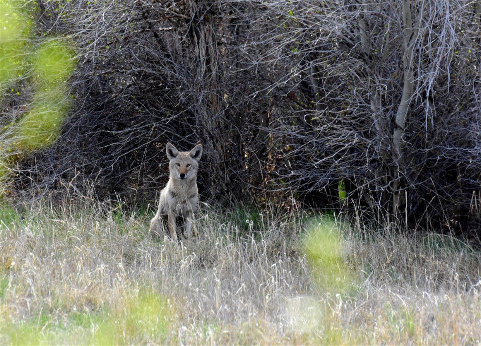 Coyote on Seedskadee National Wildlife Refuge