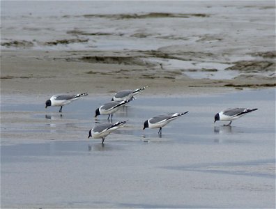 Sabine's Gulls foraging photo