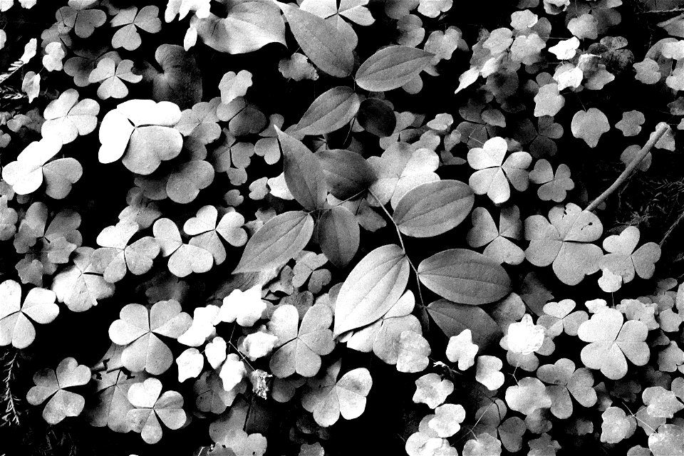 15 BLACK & WHITE STUDIES -   Dust on roadside plants, del norte co, ca (12)
