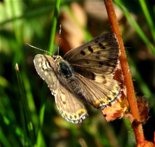 COPPER ,EDITH'S (Lycaena editha) (8-3-2021) female, 7300 ft, fish lake campground, steen's mt area, harney co, or -02