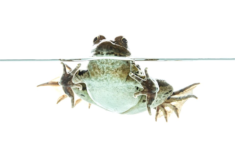 Prairie leopard frog