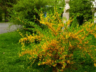 Herestrau Park in spring (38)