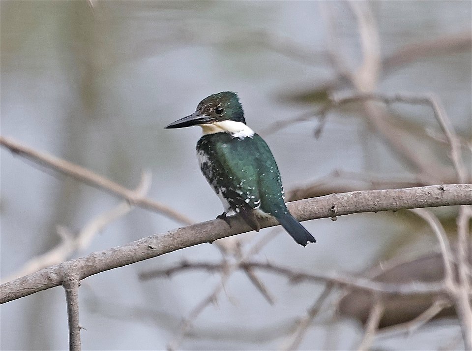 520 - GREEN KINGFISHER (02-09-2023) estero llano grande sp, hidalgo co, tx -02