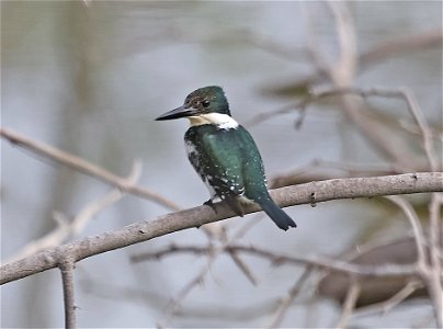 520 - GREEN KINGFISHER (02-09-2023) estero llano grande sp, hidalgo co, tx -02