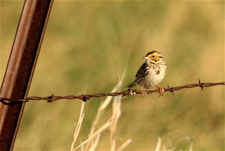 Savanna Sparrow Huron Wetland Management District