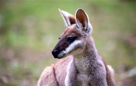 Pretty-faced wallaby photo