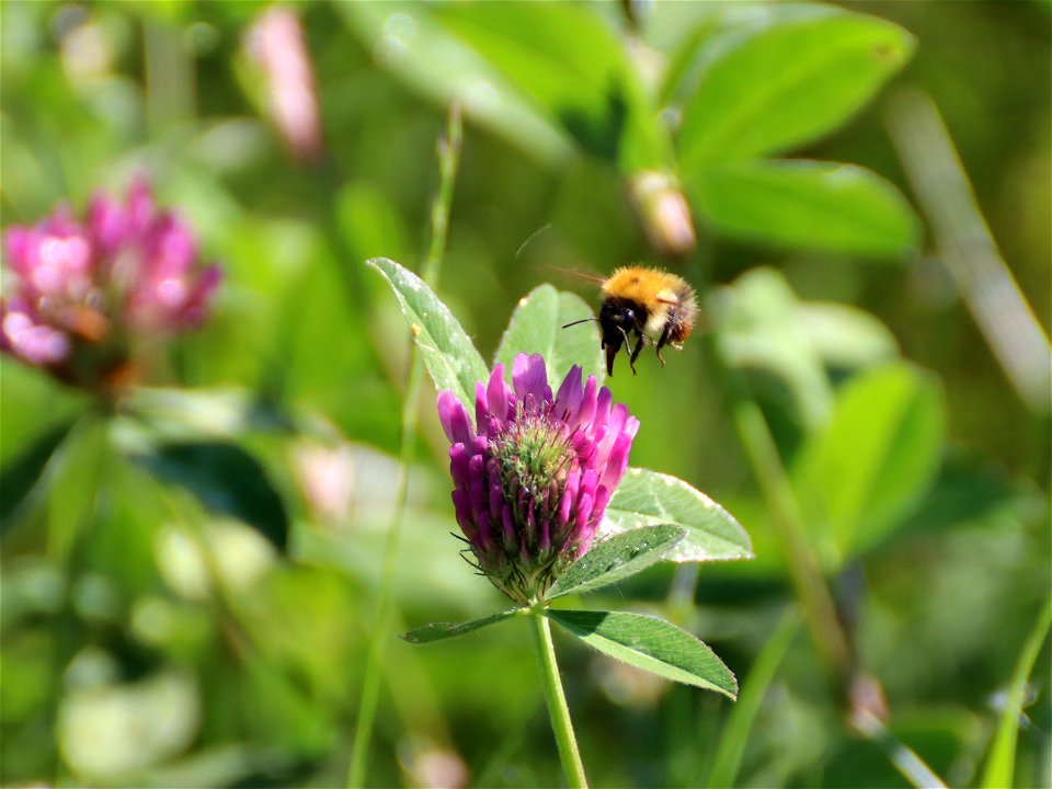 Happy as a Bee in Clover photo