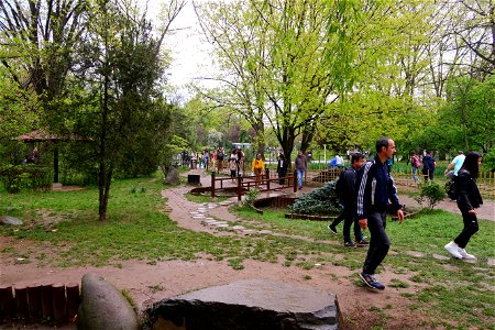 japanes_garden_rain_Herastrau (10)