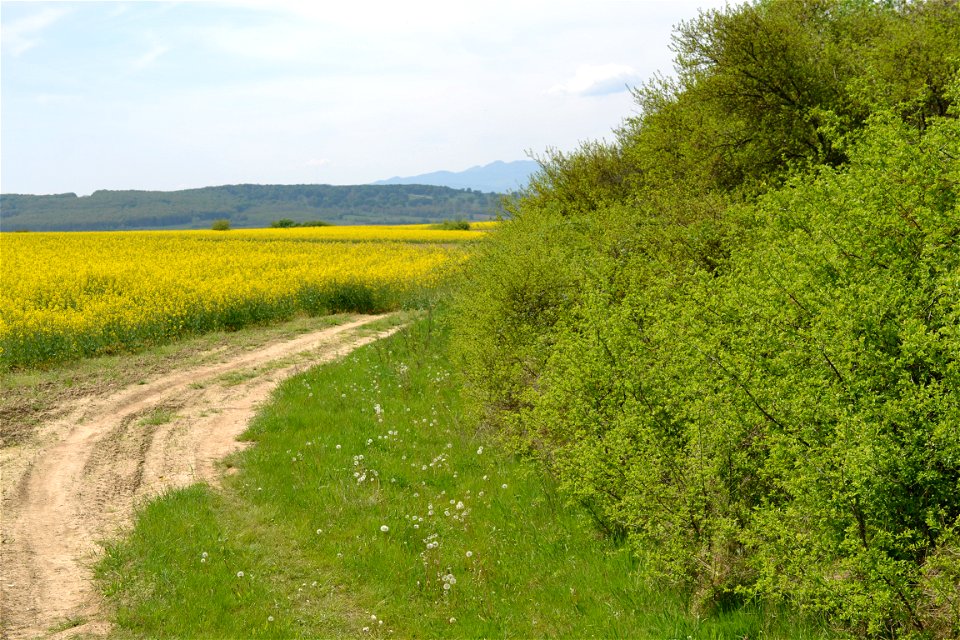 Rapeseed Field photo