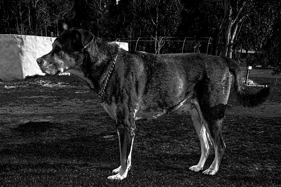 The Helluva Dog from Somerset West