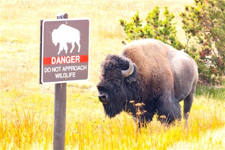 Bison and danger sign photo