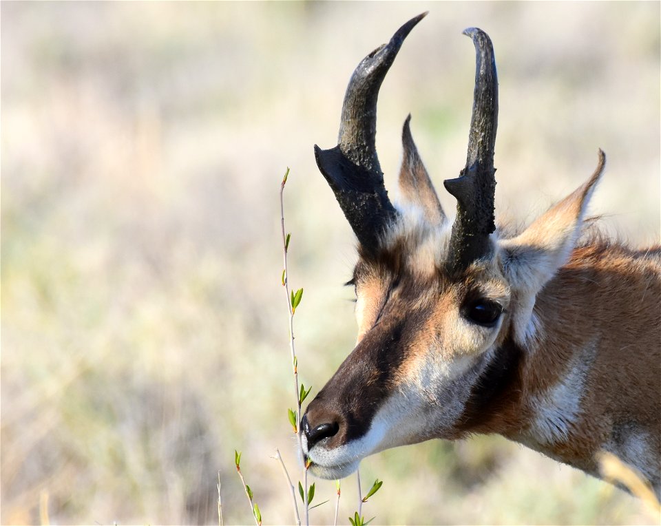Pronghorn at Seedskadee National Wildlife Refuge