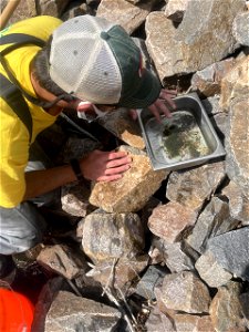 Invertebrate sampling