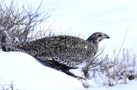 Greater sage-grouse on Seedskadee National Wildlife Refuge photo